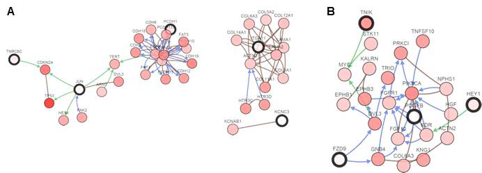 대장암 세포주에서 SAL에 반응하는 protein network pathway. (A) 남성, (B) 여성