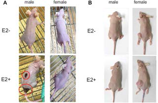 성별에 따른 에스트로겐 민감성 A. 0.5 mg/21days estrogen pellet B. 0.5 mg/60 days estrogen pellet