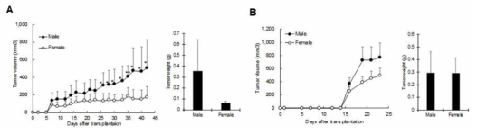 성별에 따른 간암 세포주 이식암 모델의 증식 및 종양 크기 차이 A. SK-Hep1 유래 이식암 모델 B. SNU-387유래 이식암 모델