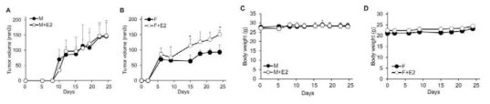 에스트로겐 투여에 의한 이식암 모델의 종양 증식 및 체중 변화