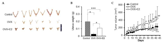 난소적출마우스에서의 에스트로겐 투여에 의한 종양 증식 변화