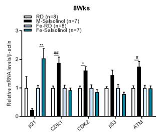 마우스 간조직에서 DNA repair 및 세포 주기 관련 인자에 대한 SAL의 영향. *, p<0.05; **, p<0.01; #, p<0.005; ##, p<0.001