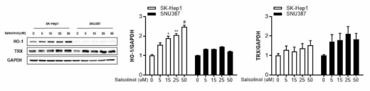 SAL를 처리한 남성 간암세포주(SK-Hep1)와 여성 간암세포주(SNU387)에서 항산화 효소 발현 변화