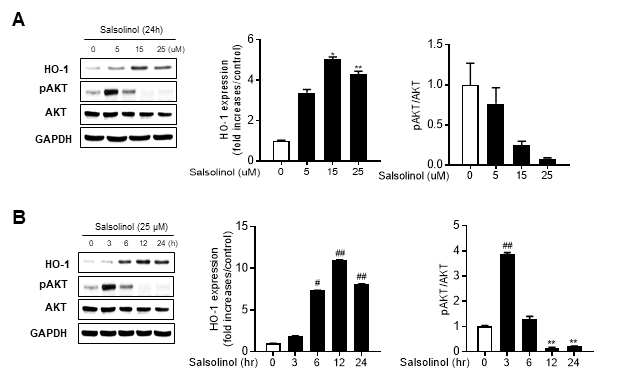 SK-Hep1 세포주에서 SAL에 의한 HO-1의 발현과 Akt인산화 변화