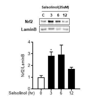 Nrf2 핵내 이동에 대한 SAL의 영향