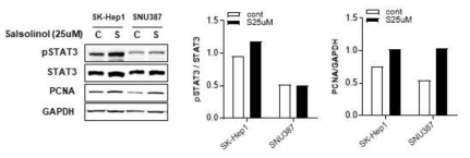 SAL을 처리한 SK-Hep1에서 PCNA의 발현과 STAT인산화 정도