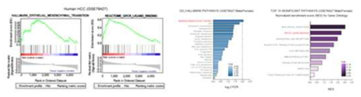 남녀 간세포암 환자 정보로부터 GSEA-enrichment plots 분석 (GSE76427; Grinchuk OV, et al., 2018)