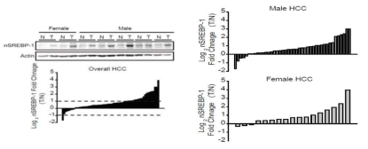 남성 또는 여성 간세포암 환자에서 SREBP-1의 발현 변화