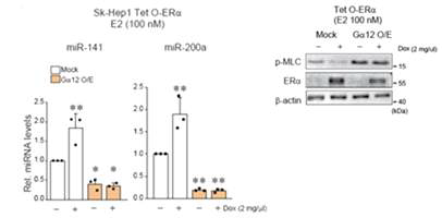 Gα12를 과발현에 따른 miR-141, 200a와 p-MLC 발현 변화 관찰