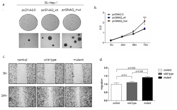 GNAQ wild type과 mutant 과발현에 의한 cell phenotype 변화