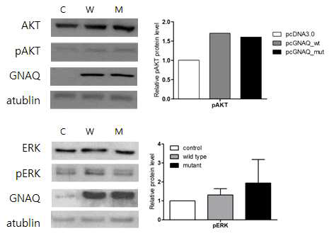 GNAQ wild type과 mutant 과발현에 의한 cell signaling 변화