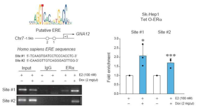 GNA12 gene promoter 분석