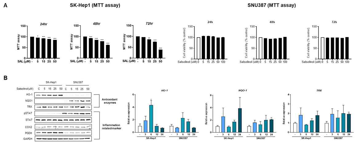 남성(SK-Hep1) 및 여성(SNU387) 간암세포주의 세포성장 및 다양한 항산화효소발현에 대한 SAL의 영향