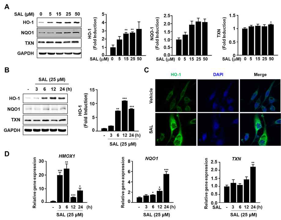 SK-Hep1세포에서 SAL에 의한 HO-1발현