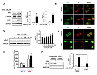 SK-Hep1 세포주에서 SAL에 의한 Nrf2 활성화