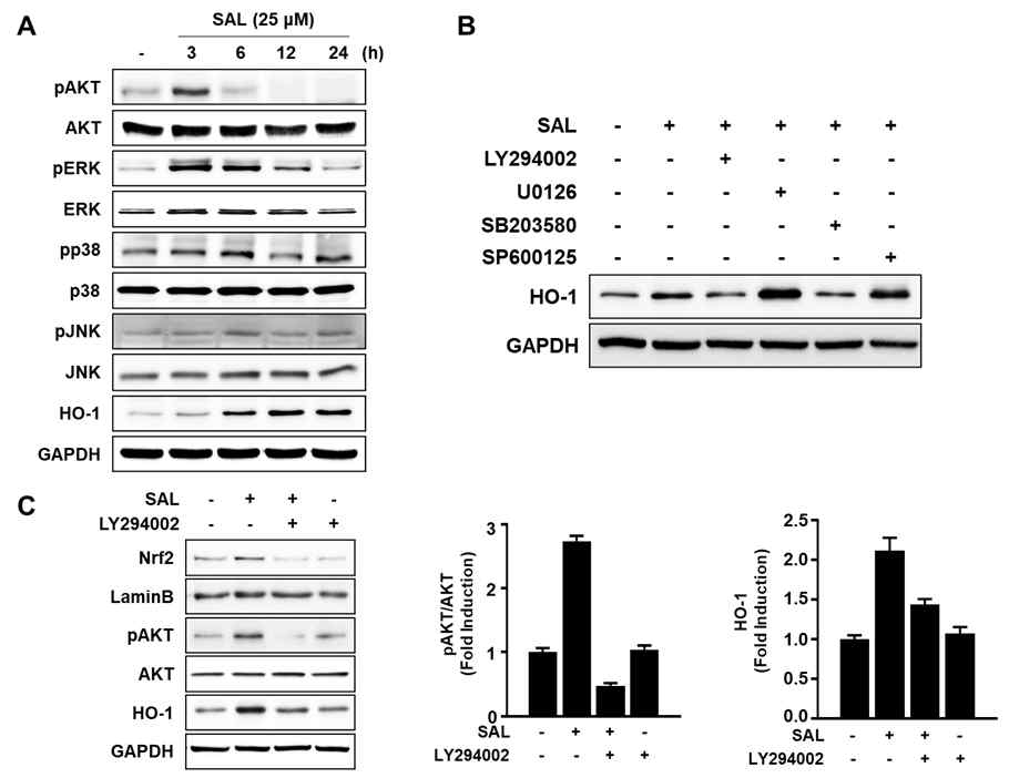 SAL에 의한 HO-1발현에서 AKT의 영향