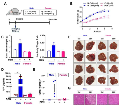 DEN 처리로 유도한 마우스 성별에 따른 간암생성정도 차이
