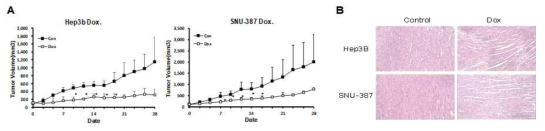 남녀유래 간암 세포주 이식암 모델에서 독소루비신의 감수성 및 심독성 차이