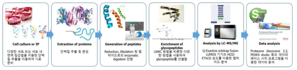 EThcD 모드를 활용한 O-GlcNAc 펩타이드 분석 과정