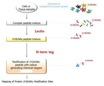N-term tag를 활용한 O-GlcNAc 단백체 분석 과정