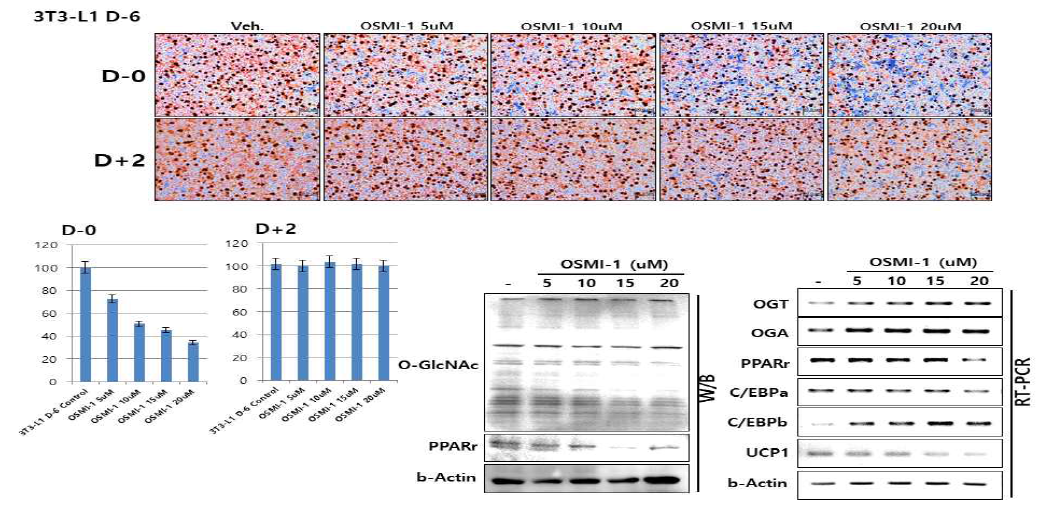 3T3-L1 세포의 지방세포로의 분화를 유도후 OSMI-1 처리하여 지방세포로의 분화 정도 및 관련 인자들의 발현 과 O-GlcNAC 수식화 정도 확인