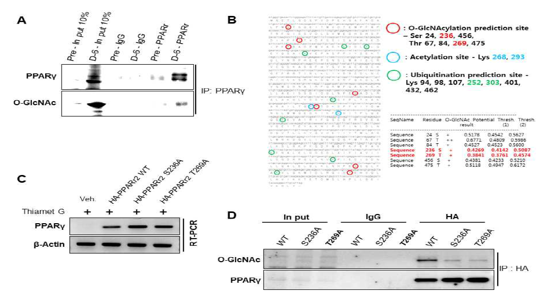 3T3-L1 세포의 지방세포로 분화 후 PPARγ의 O-GlcNAc 수식화 증가 확인 (A) 및 PPARγ protein 시퀸스 상에서의 O-GlcNAc 수식화 예측 (B), S236과 T269를 알라닌으로 치환하여 과발현 시키고 (C) PPARγ의 O-GlcNAc 수식화 확인 (D)