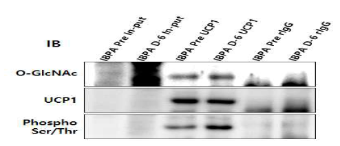 IBPA 갈샐지방전구세포의 분화 전후에 UCP1의 O-GlcNAc 수식화와 인산화의 증가 확인