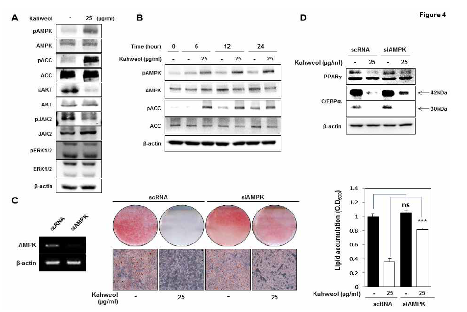 3T3-L1 세포에서 kahweol이 AMPK의 인산화 증가