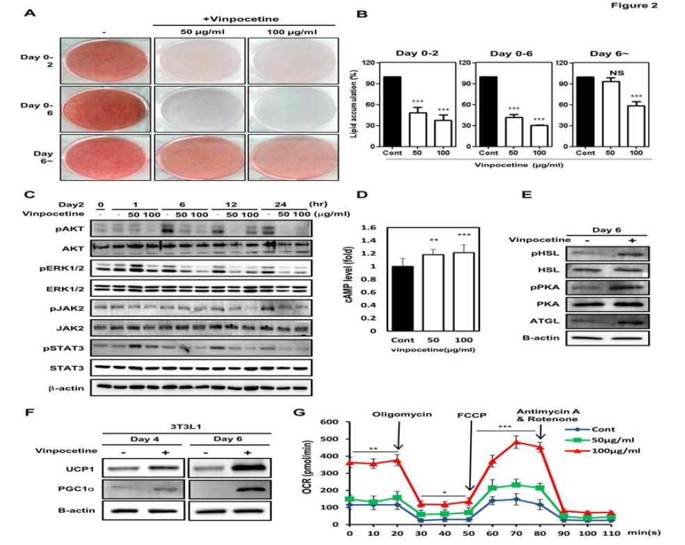 3T3-L1세포에 vinpocetine 처리에 의해 지방세포분화 촉진 억제 (A), 지방산 축적 억제 (B), 지방세포분화 촉진 세포신호 감소 (C), cAMP 활성 증가 (D), 지방분해효소의 활성 및 발현 증가 (E), UCP1 발현증가 (E)와 산소소비량 증가 (F)