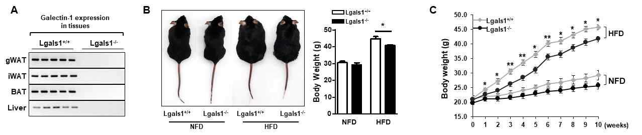 갈렉틴-1의 비만 제어 효능 in vivo 모델에서 확인
