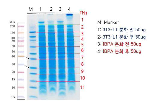 분화 전 후 지방세포와 갈색 지방세포 준비