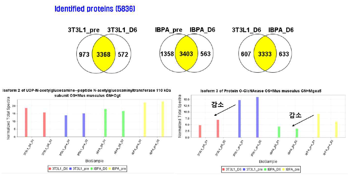 분화 전후의 지방세포와 갈색 지방세포의 단백질을 global proteomics 분석