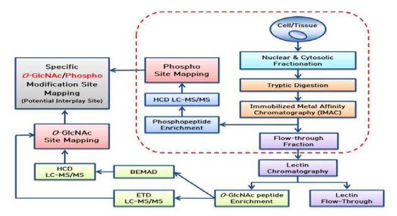 새로운 O-GlcNAc 수식화 단백질 분석 기술 개발 프로토콜 확립