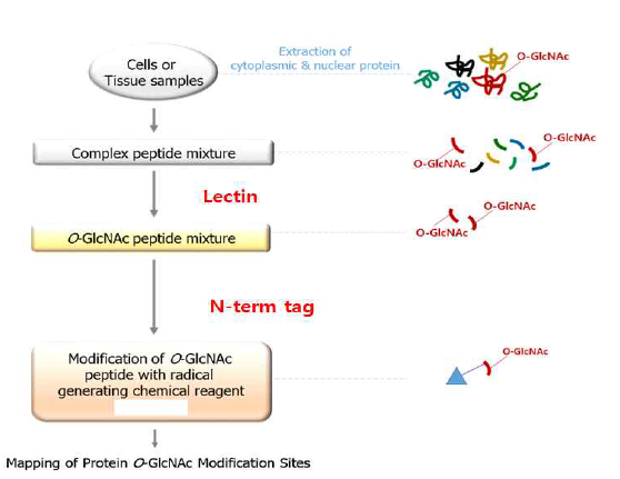 N-term tag를 활용한 O-GlcNAc 단백체 분석 과정