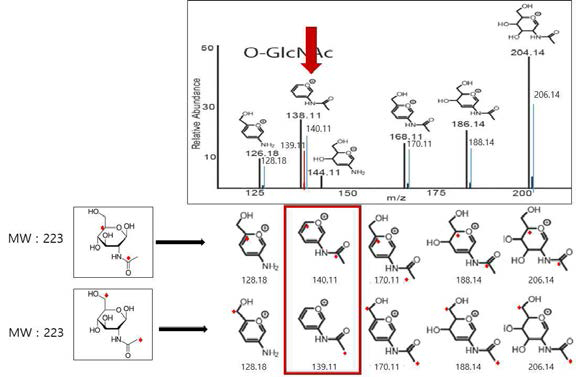 5-13C glucose와 6-13C glucose가 대사적으로 표지되는 O-GlcNAc 수식화 펩타이드에서의 MS/MS 스펙트럼 형태