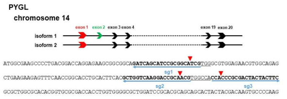 PYGL 유전자의 염색체 상의 분포 및 guide RNA 제작