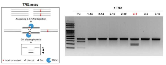 T7E1 assay 원리 및 PYGL의 표적부위에 대한 T7E1 assay 결과