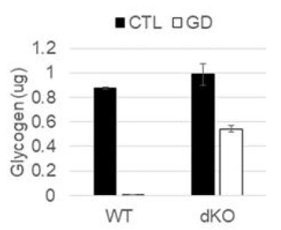 MDA-MB-468 야생형 세포와 PYGB/PYGL 이중결손 세포(dKO)의 글리코겐 보유량 비교