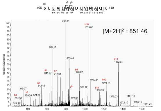 XIAP의 O-GlcNAc 수식화 peptide 동정