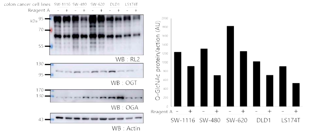 NanoBiT O-GlcNAc sensor를 이용하여 대장암 세포주에서 O-GlcNAc 수식화를 저해하는 것으로 동정된 생리활성 물질을 western blotting으로 검증함
