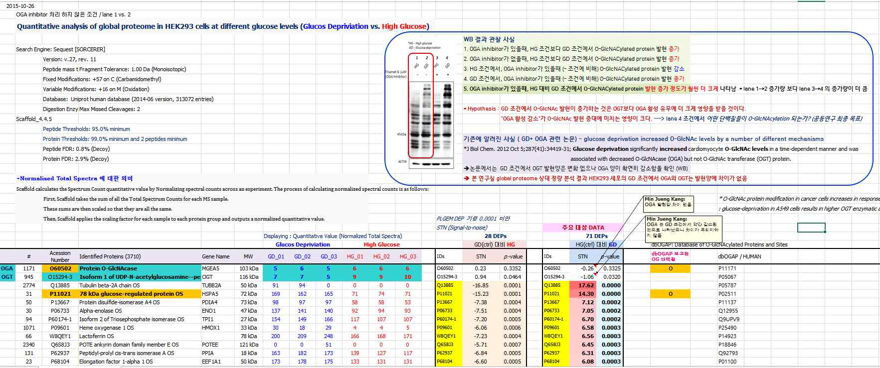 고당과 저당 조건에서 세포내 O-GlcNAc수식화 양상의 변화와 수식화 효소의 발현 변화 관찰