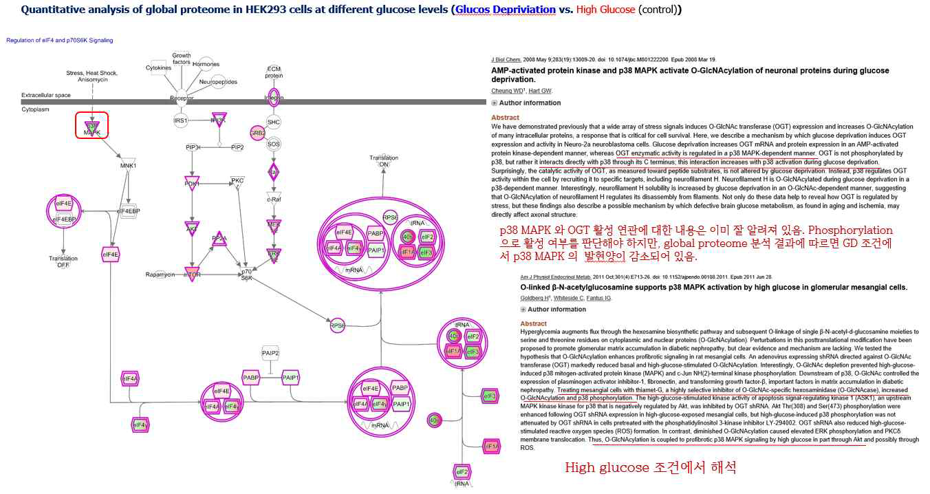 고당과 저당 조건에서 세포내 O-GlcNAc수식화 변화 단백들의 네트워크 분석