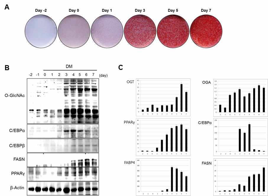 3T3-L1 세포를 지방세포로 분화를 유도 후 지방세포분화인자 발현 및 O-GlcNAc 수식화 정도 확인
