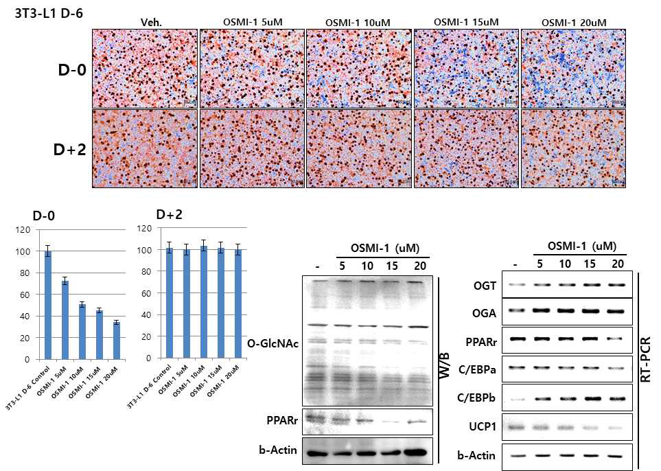 3T3-L1 세포의 지방세포로의 분화를 유도후 OSMI-1 처리하여 지방세포로의 분화 정도 및 관련 인자들의 발현 과 O-GlcNAC 수식화 정도 확인
