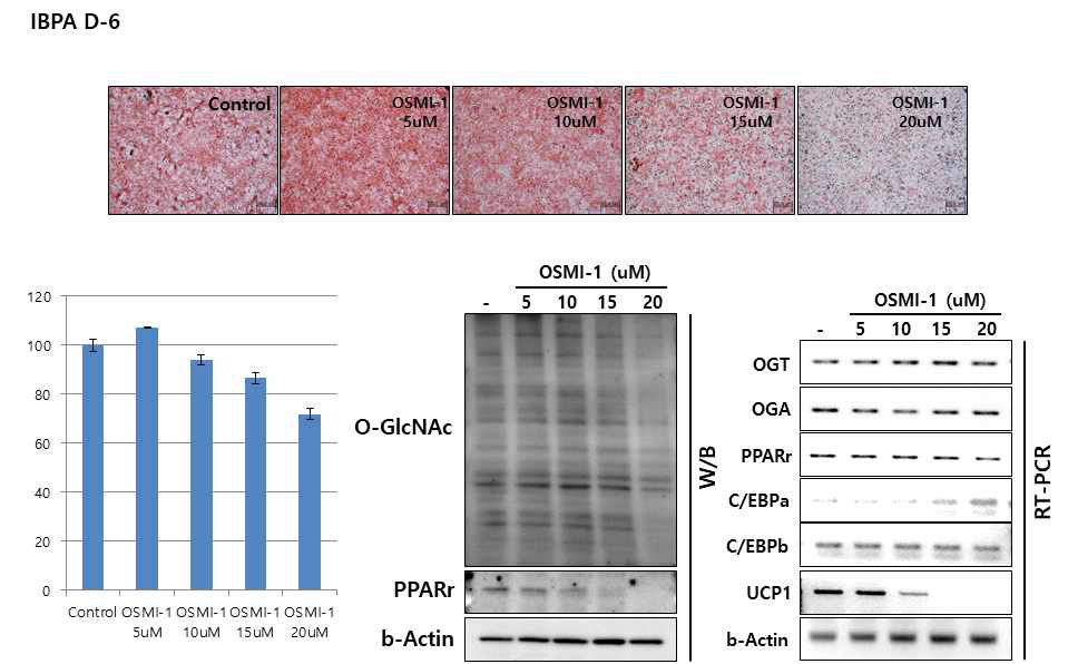 IBPA 세포의 갈색 지방세포로의 분화를 유도후 OSMI-1 처리하여 지방세포로의 분화 정도 및 관련인자들의 발현 과 O-GlcNAC 수식화 정도 확인