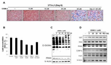 3T3-L1 세포의 지방세포로의 분화를 유도후 PPARγ의 O-GlcNAc 수식화 증가