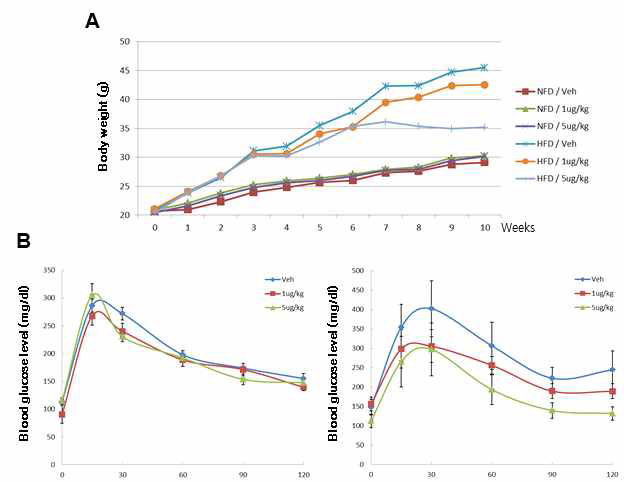 Tschinganidin 투여에 의한 고지방식이 마우스의 몸무게 감소 및 혈당개선 효과 확인