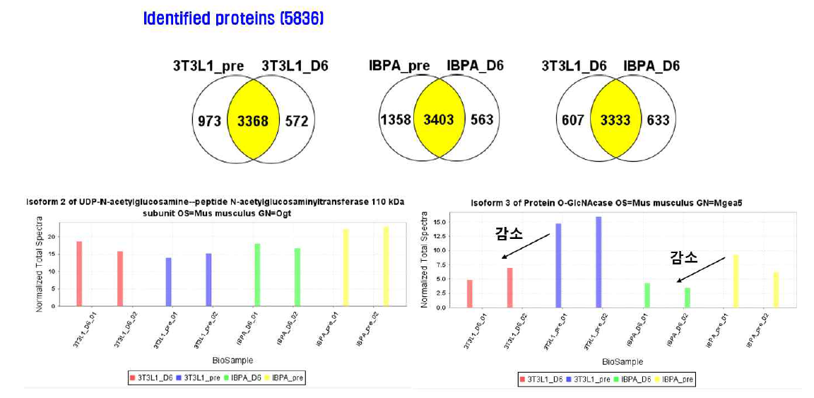 분화 전후의 지방세포와 갈색 지방세포의 단백질을 global proteomics 분석