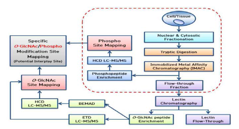 새로운 O-GlcNAc 수식화 단백질 분석 기술 개발 프로토콜 확립