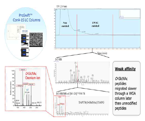 O-GlcNAc 펩타이드 선택적 분리 및 질량분석을 통한 시그니처 확인